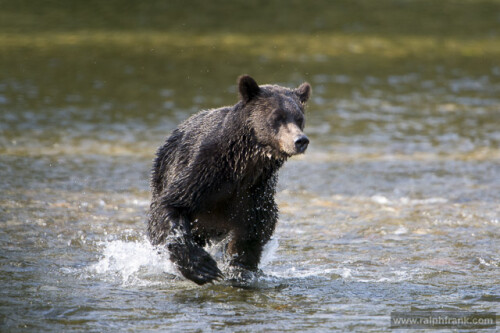 grizzly-77032ac71962dd4ce38d.jpeg
