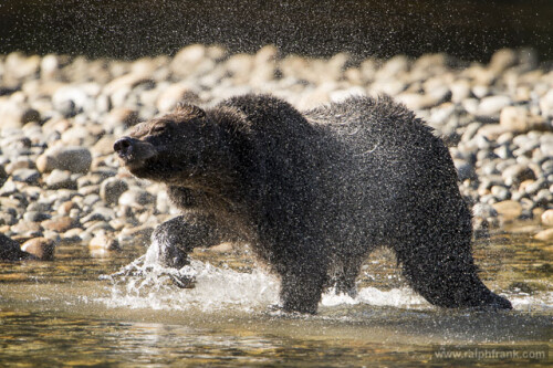 grizzly-77048759e75ea623025a.jpeg