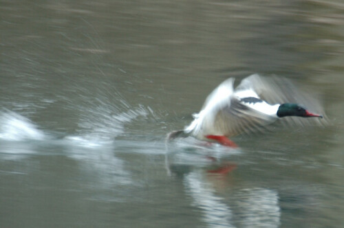 ma-nnlicher-ga-nsesa-ger-beim-abflug-9116.jpeg