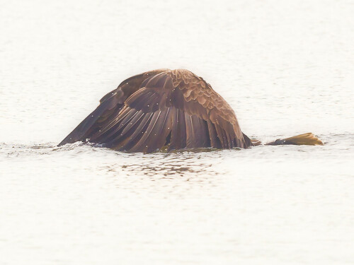 seeadler-als-glockenreiher-7871.jpeg