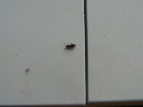 springschwanz-orchesella-flavescens-entomobryidae-9708.jpeg