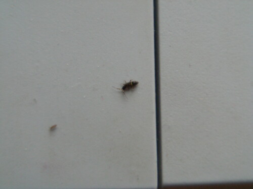 springschwanz-orchesella-villosa-8263.jpeg