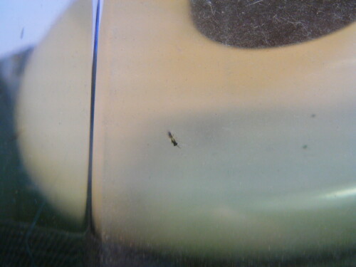 hautflugler-hymenoptera-perilampidae-9707.jpeg