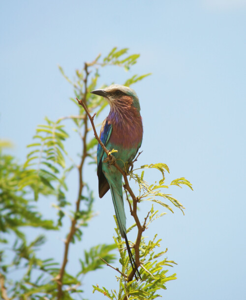 lilac-breasted-roller-7887358cbfa88fc68450.jpeg
