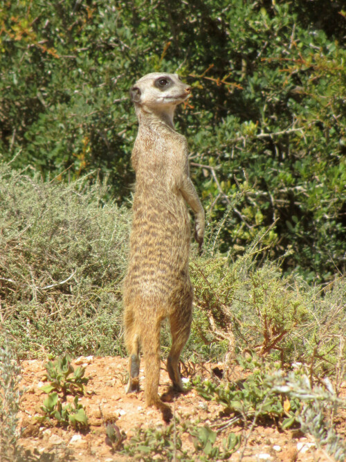 meercat-on-duty-788969afc6c74d784ca9.jpeg