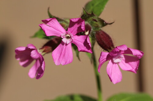 rote-lichtnelke-silene-dioica-10038.jpeg
