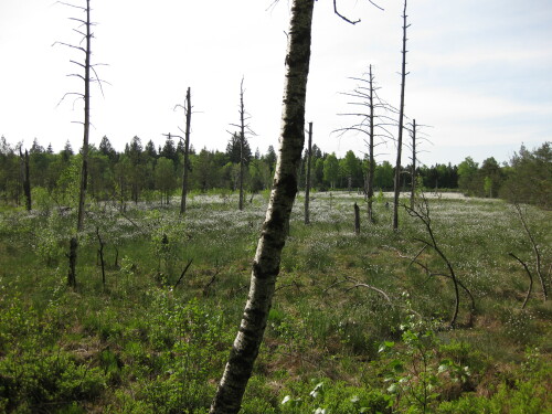 waldsterben-im-wurzacher-ried-7952.jpeg