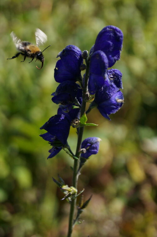 eisenhut-mit-hummel-7890.jpeg