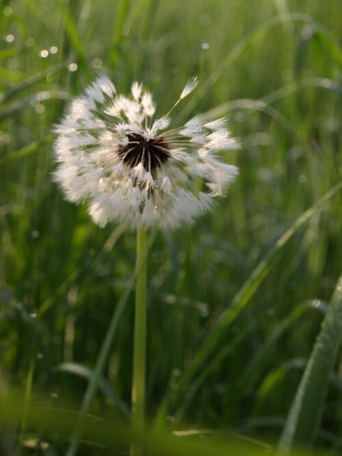 pusteblume-8493.jpeg