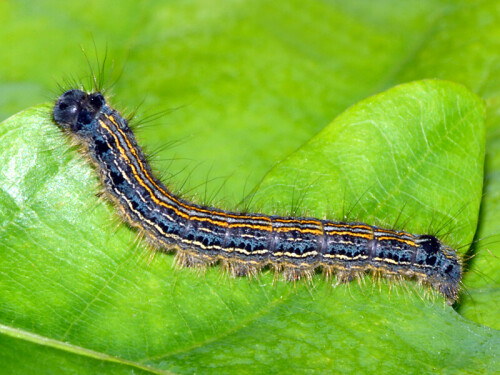 ringelspinner-malacosoma-neustria-7929.jpeg
