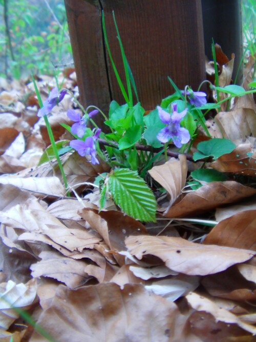 waldveilchen-viola-reichenbachiana-boreau-9675.jpeg