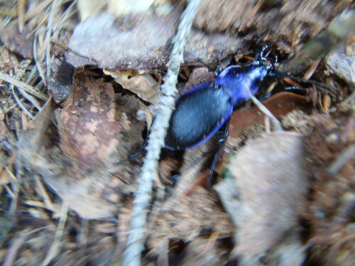 carabus-problematicus-l-8404.jpeg
