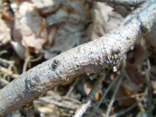 springspinne-evarcha-falcata-8445.jpeg