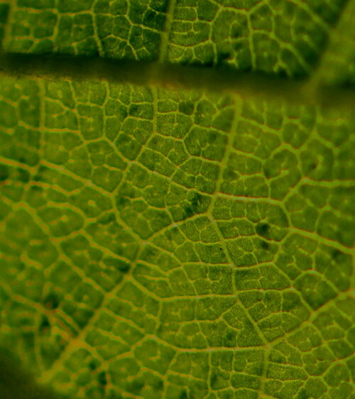 blatt-landschaft-10042.jpeg