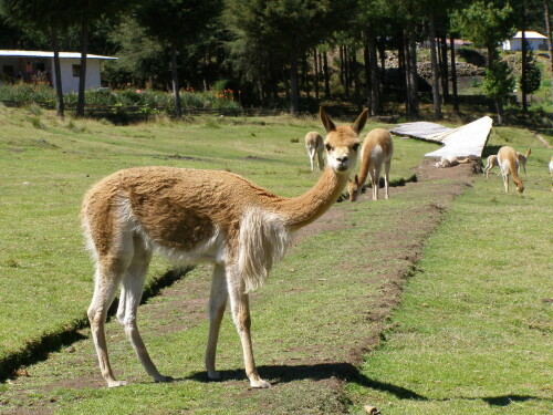 vicuna-der-letzte-prufende-blick-8387.jpeg