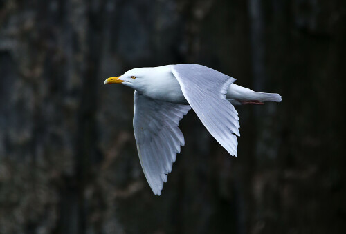 eismowe-im-flug-8198.jpeg