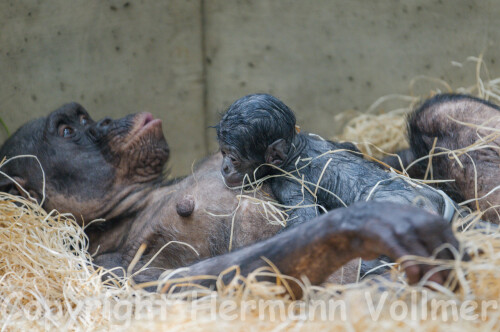 bonobo-mit-baby-12-minuten-nach-der-geburt-819116d228a6e1c6d7d3.jpeg