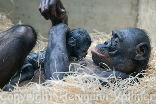 bonobo-mit-baby-14-minuten-nach-der-geburt-81920813a4f588c01284.jpeg