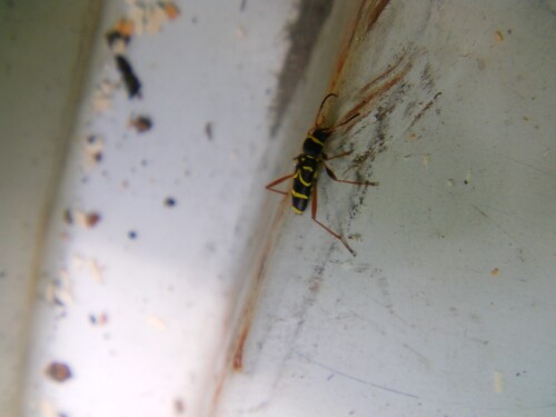 gemeiner-widderbock-clytus-arietis-l-1758-10532.jpeg