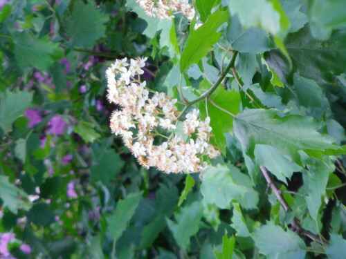 blute-des-speierlings-sorbus-domestica-l-8452.jpeg