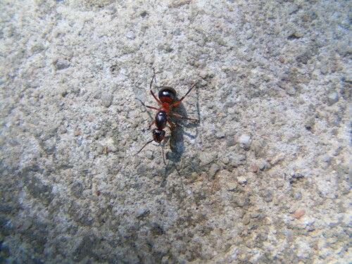 rote-waldameise-formica-rufa-l-8461.jpeg