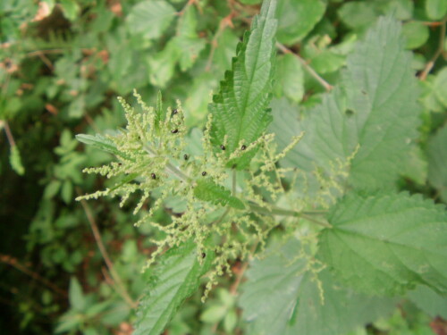 blatt-bzw-flohkafer-alticinae-8587.jpeg