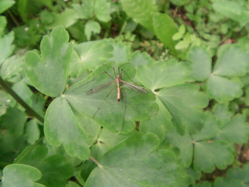 fruhlings-schnake-tipula-vernalis-8559.jpeg