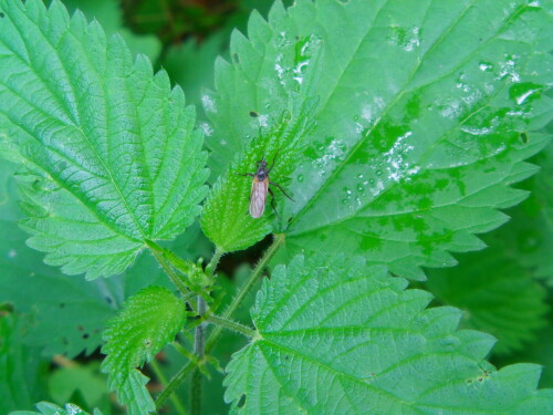 gewurfelte-tanzfliege-empis-te-8588.jpeg