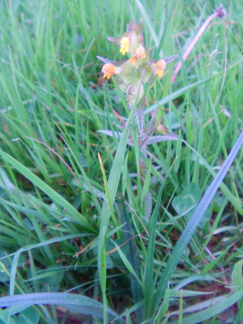 kleiner-klappertopf-rhinanthus-minor-l-8520.jpeg