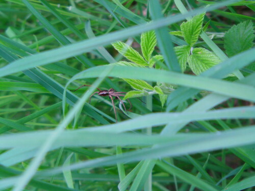 piratenspinne-pisaura-mirabilis-l-8525.jpeg