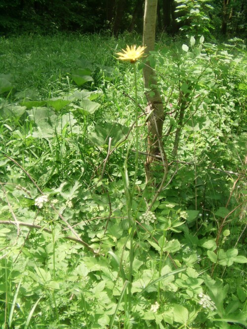 wiesen-bocksbart-tragopogon-pratensis-l-10507.jpeg