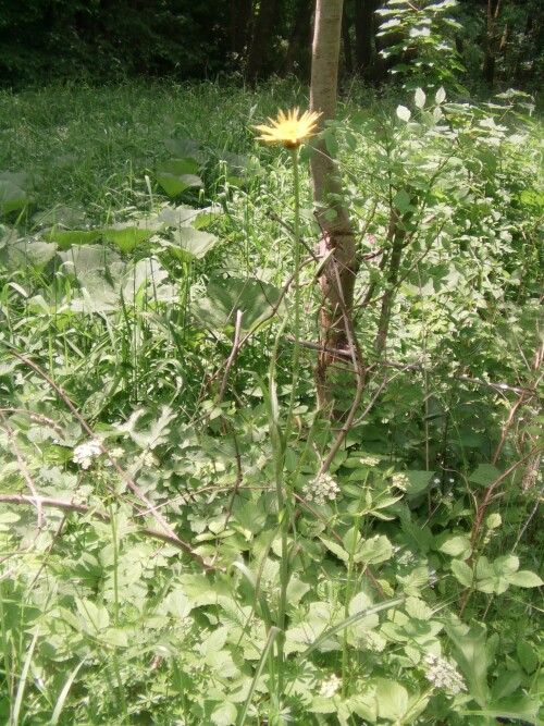 wiesen-bocksbart-tragopogon-pratensis-l-8568.jpeg