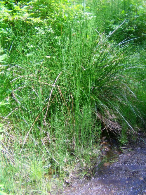 ackerschachtelhalm-equisetum-arvense-l-8447.jpeg
