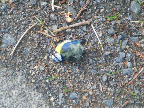 blaumeise-cyanistes-coeruleus-l-1758-10491.jpeg