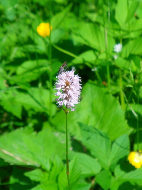 gewurfelte-tanzfliege-empis-tesselata-l-8507.jpeg