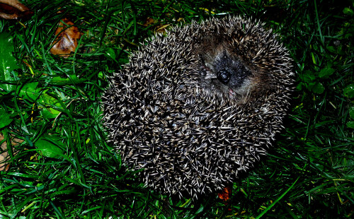 igel-erinaceus-europaeus-11180.jpeg