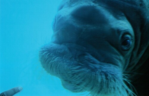 walross-weibchen-im-zoo-12620.jpeg