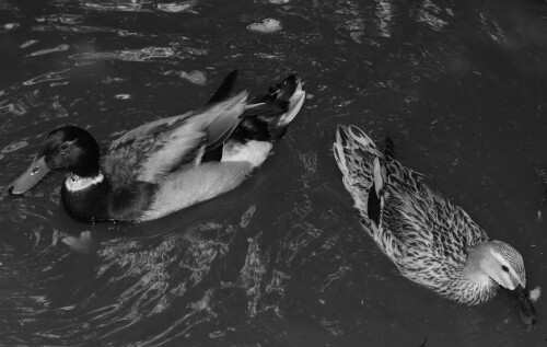 enten-im-teich-8608.jpeg