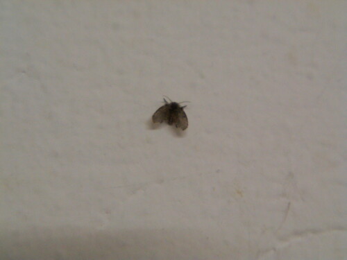 schmetterlingsmucke-psychodidae-9887.jpeg