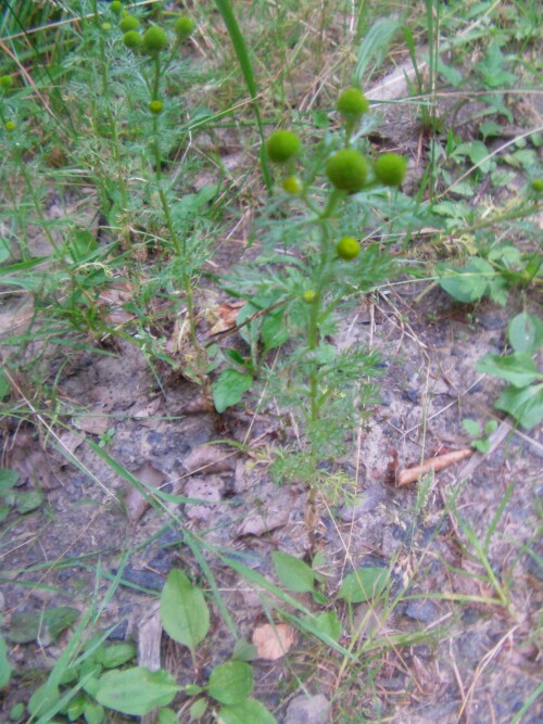 strahlenlose-kamille-matricaria-discoidea-dc-8630.jpeg
