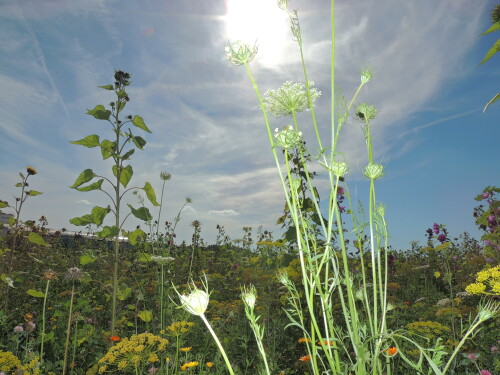 im-wildblumenfeld-12668.jpeg