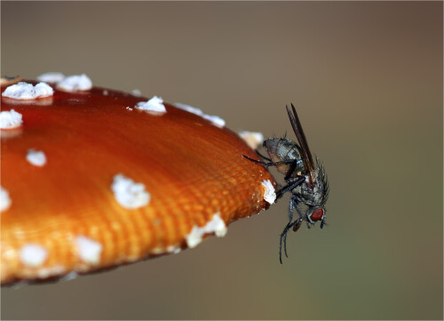 woher-der-fliegenpilz-seinen-namen-hat-8782.jpeg