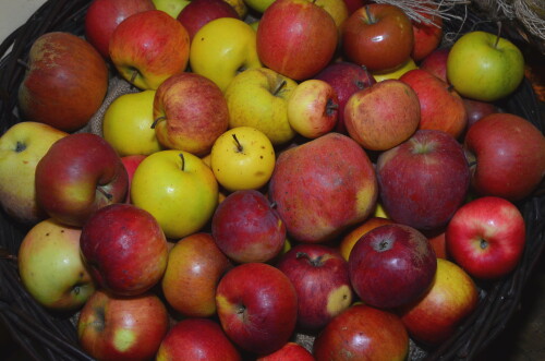apfelvielfalt-aus-dem-triesdorfer-pomoretum-9198.jpeg