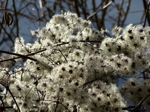 schneeersatz-gemeine-waldrebe-im-winter-2013-9279.jpeg