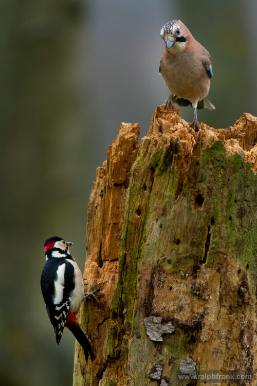vogelfutterung-buntspecht-eichelhaher-9429d4b1d74d56be4e38.jpeg