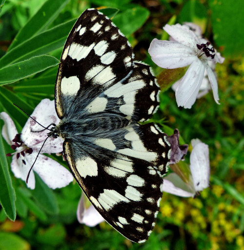 schachbrettfalter-melanargia-galathea-11992.jpeg