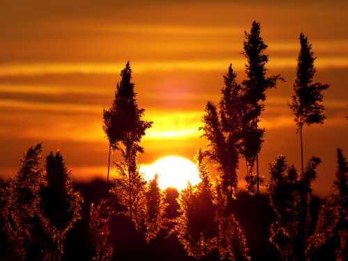 abendsonne-an-der-altmuhl-10103.jpeg