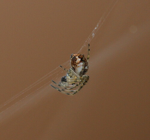 glanzkreuzspinne-hypsosinga-albovittata-10223.jpeg