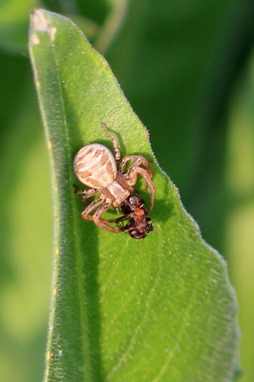 krabbenspinne-xysticus-cristatus-verzehrt-ameise-10302.jpeg