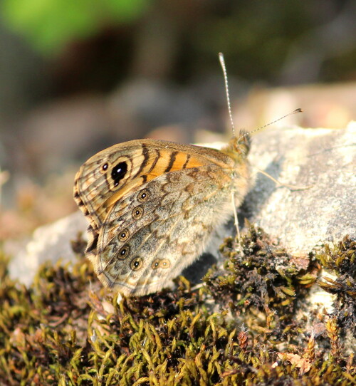 mauerfuchs-lasiommata-megera-10279.jpeg